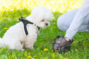 The dog poo bag conundrum